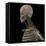 3D Rendering of Human Skull with Lymphatic System-Stocktrek Images-Framed Stretched Canvas