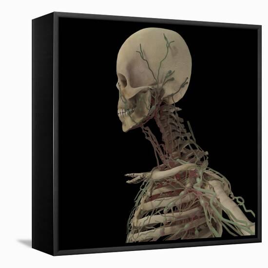 3D Rendering of Human Skull with Lymphatic System-Stocktrek Images-Framed Stretched Canvas