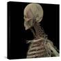 3D Rendering of Human Skull with Lymphatic System-Stocktrek Images-Stretched Canvas