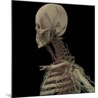 3D Rendering of Human Skull with Lymphatic System-Stocktrek Images-Mounted Art Print