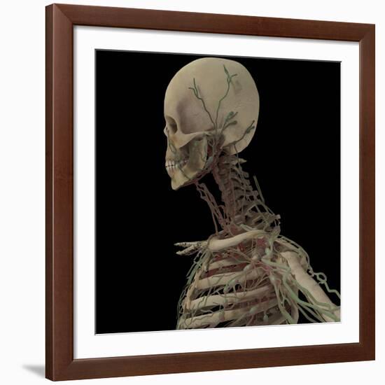 3D Rendering of Human Skull with Lymphatic System-Stocktrek Images-Framed Art Print