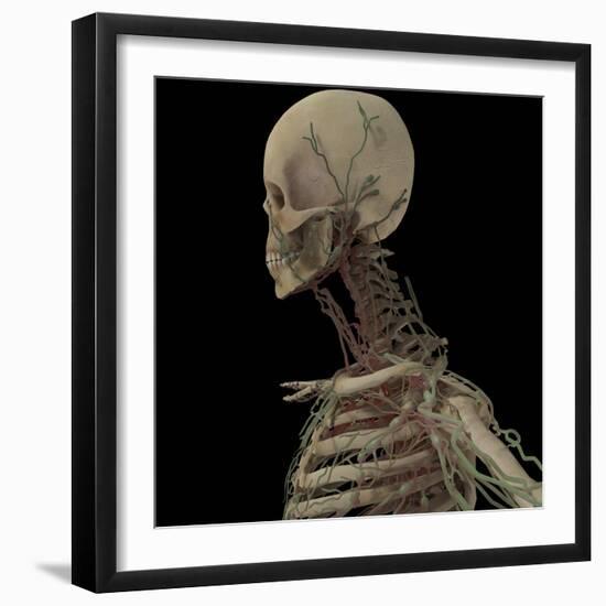 3D Rendering of Human Skull with Lymphatic System-Stocktrek Images-Framed Art Print