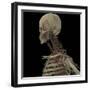 3D Rendering of Human Skull with Lymphatic System-Stocktrek Images-Framed Art Print