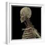 3D Rendering of Human Skull with Lymphatic System-Stocktrek Images-Framed Art Print