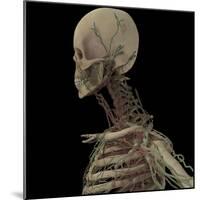 3D Rendering of Human Skull with Lymphatic System-Stocktrek Images-Mounted Art Print