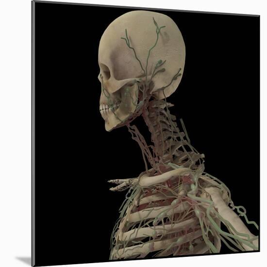 3D Rendering of Human Skull with Lymphatic System-Stocktrek Images-Mounted Art Print