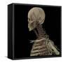 3D Rendering of Human Skull with Lymphatic System-Stocktrek Images-Framed Stretched Canvas