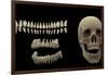 3D Rendering of Human Teeth and Skull-Stocktrek Images-Framed Art Print