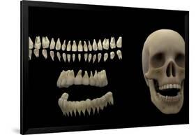 3D Rendering of Human Teeth and Skull-Stocktrek Images-Framed Art Print