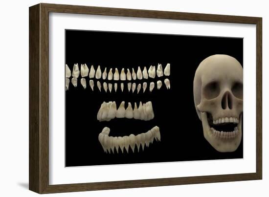 3D Rendering of Human Teeth and Skull-Stocktrek Images-Framed Premium Giclee Print