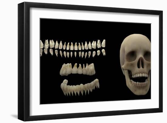 3D Rendering of Human Teeth and Skull-Stocktrek Images-Framed Art Print