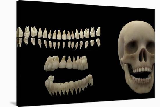 3D Rendering of Human Teeth and Skull-Stocktrek Images-Stretched Canvas