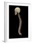 3D Rendering of Human Vertebral Column, Side View-Stocktrek Images-Framed Art Print