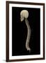 3D Rendering of Human Vertebral Column, Side View-Stocktrek Images-Framed Art Print