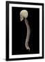 3D Rendering of Human Vertebral Column, Side View-Stocktrek Images-Framed Art Print