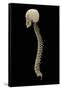 3D Rendering of Human Vertebral Column, Side View-Stocktrek Images-Framed Stretched Canvas