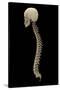 3D Rendering of Human Vertebral Column, Side View-Stocktrek Images-Stretched Canvas