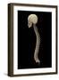 3D Rendering of Human Vertebral Column, Side View-Stocktrek Images-Framed Art Print