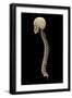 3D Rendering of Human Vertebral Column, Side View-Stocktrek Images-Framed Art Print