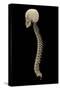 3D Rendering of Human Vertebral Column, Side View-Stocktrek Images-Stretched Canvas