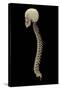 3D Rendering of Human Vertebral Column, Side View-Stocktrek Images-Stretched Canvas