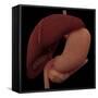 3D Rendering of Liver and Stomach of Human Digestive System-Stocktrek Images-Framed Stretched Canvas