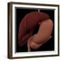 3D Rendering of Liver and Stomach of Human Digestive System-Stocktrek Images-Framed Art Print