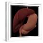 3D Rendering of Liver and Stomach of Human Digestive System-Stocktrek Images-Framed Art Print