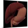 3D Rendering of Liver and Stomach of Human Digestive System-Stocktrek Images-Mounted Art Print