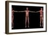 3D Rendering of Male Muscular System at Different Angles-Stocktrek Images-Framed Art Print