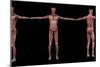 3D Rendering of Male Muscular System at Different Angles-Stocktrek Images-Mounted Art Print