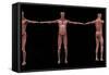 3D Rendering of Male Muscular System at Different Angles-Stocktrek Images-Framed Stretched Canvas