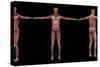 3D Rendering of Male Muscular System at Different Angles-Stocktrek Images-Stretched Canvas