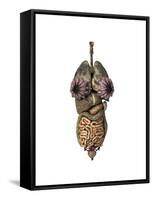 3D Rendering of Unhealthy Female Internal Organs-null-Framed Stretched Canvas