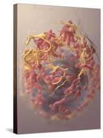 3D Structure of Melanoma Cell-Stocktrek Images-Stretched Canvas