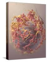3D Structure of Melanoma Cell-Stocktrek Images-Stretched Canvas