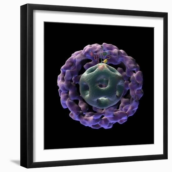 3D Structure of Pyruvate Dehydrogenase Complex-Stocktrek Images-Framed Art Print