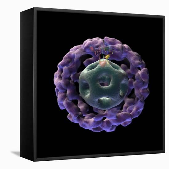 3D Structure of Pyruvate Dehydrogenase Complex-Stocktrek Images-Framed Stretched Canvas
