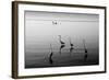 4 Heron and Boat-Moises Levy-Framed Photographic Print