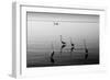 4 Heron and Boat-Moises Levy-Framed Photographic Print
