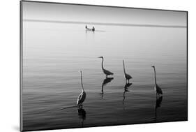 4 Heron and Boat-Moises Levy-Mounted Photographic Print