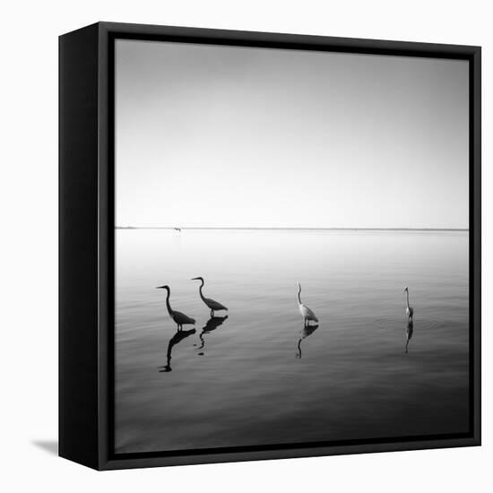 4 Herons-Moises Levy-Framed Stretched Canvas