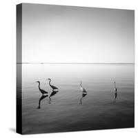 4 Herons-Moises Levy-Stretched Canvas