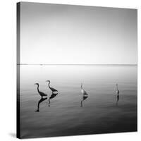 4 Herons-Moises Levy-Stretched Canvas