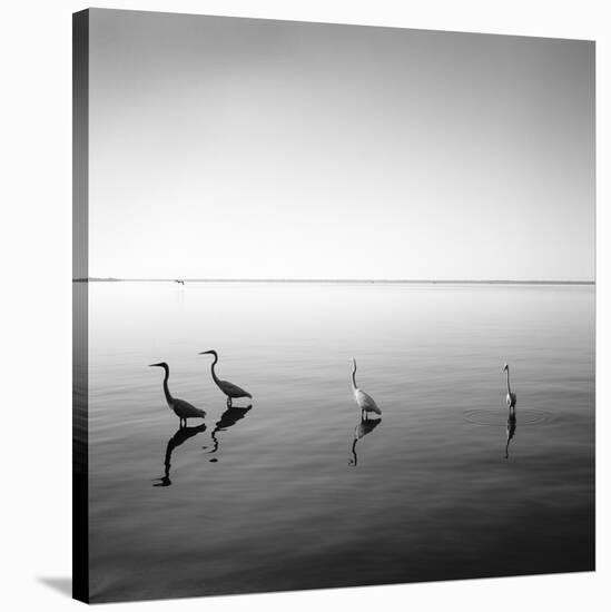 4 Herons-Moises Levy-Stretched Canvas