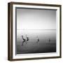 4 Herons-Moises Levy-Framed Photographic Print