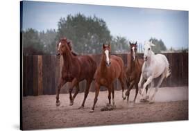 4 Horses-Steve Gadomski-Stretched Canvas