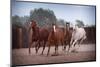 4 Horses-Steve Gadomski-Mounted Photographic Print