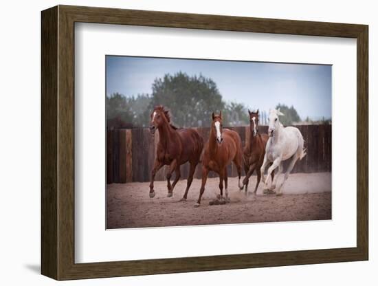 4 Horses-Steve Gadomski-Framed Premium Photographic Print