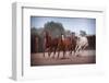 4 Horses-Steve Gadomski-Framed Premium Photographic Print